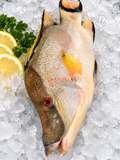 Hog Fish Whole